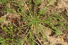 Lepidium coronopus