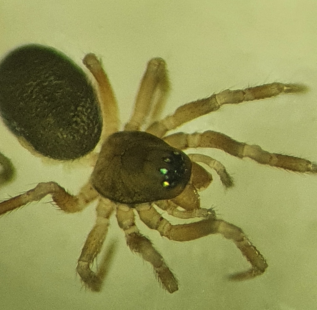 Panamomops inconspicuus