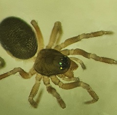 Panamomops inconspicuus