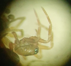 Panamomops inconspicuus