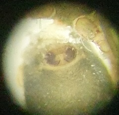 Panamomops inconspicuus