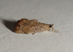 Crocidolomia suffusalis