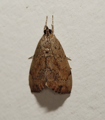 Crocidolomia suffusalis