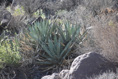 Agave deserti