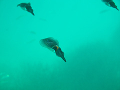 Sepioteuthis lessoniana