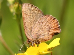 Callophrys augustinus