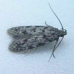 Pseudotelphusa landryi