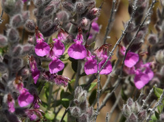 Teucrium marum