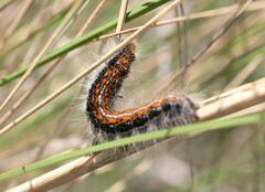 Malacosoma castrense