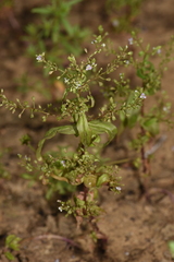 Veronica anagalloides