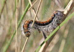 Malacosoma castrense