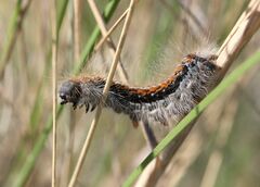 Malacosoma castrense