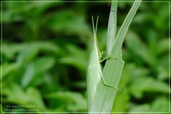 Atractomorpha sinensis