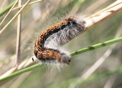 Malacosoma castrense