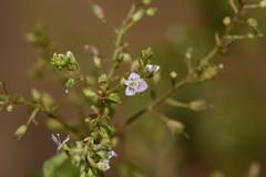 Veronica anagalloides