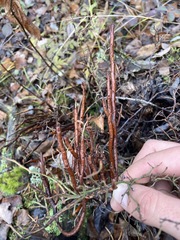 Calyptospora columnaris