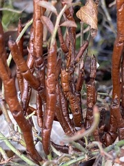 Calyptospora columnaris
