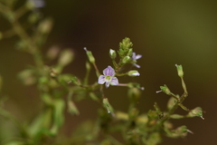 Veronica anagalloides