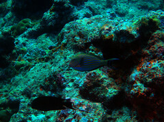Acanthurus lineatus