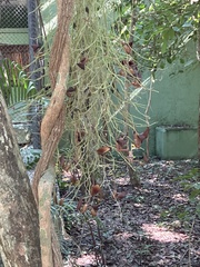 Aristolochia maxima