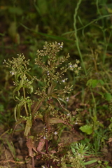 Veronica anagalloides