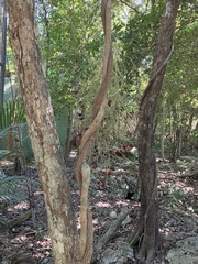 Aristolochia maxima