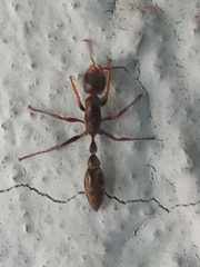 Pseudomyrmex