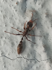 Pseudomyrmex