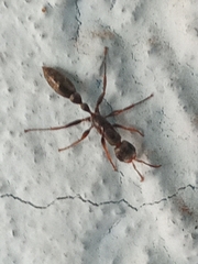 Pseudomyrmex