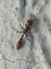 Pseudomyrmex