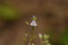 Veronica anagalloides