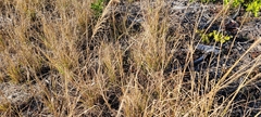 Eragrostis ciliaris