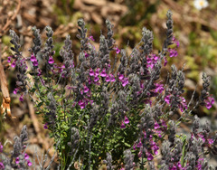 Teucrium marum