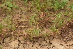 Veronica anagalloides