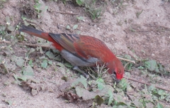 Carpodacus subhimachalus