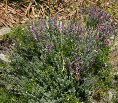 Teucrium marum