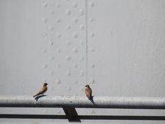 Stelgidopteryx serripennis