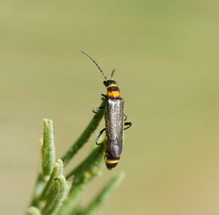 Chauliognathus sydneyanus