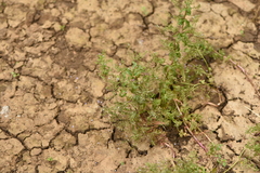 Veronica anagalloides