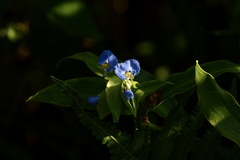 Commelina obliqua
