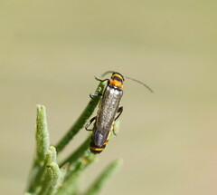 Chauliognathus sydneyanus