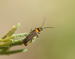 Chauliognathus sydneyanus