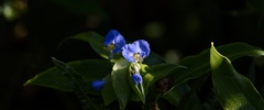 Commelina obliqua