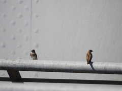 Stelgidopteryx serripennis