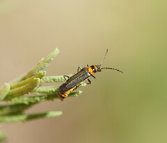 Chauliognathus sydneyanus