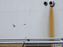 Stelgidopteryx serripennis