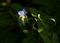 Commelina obliqua