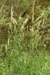 Phalaris coerulescens