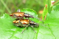 Mecynodera