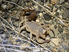 Parabuthus granulatus